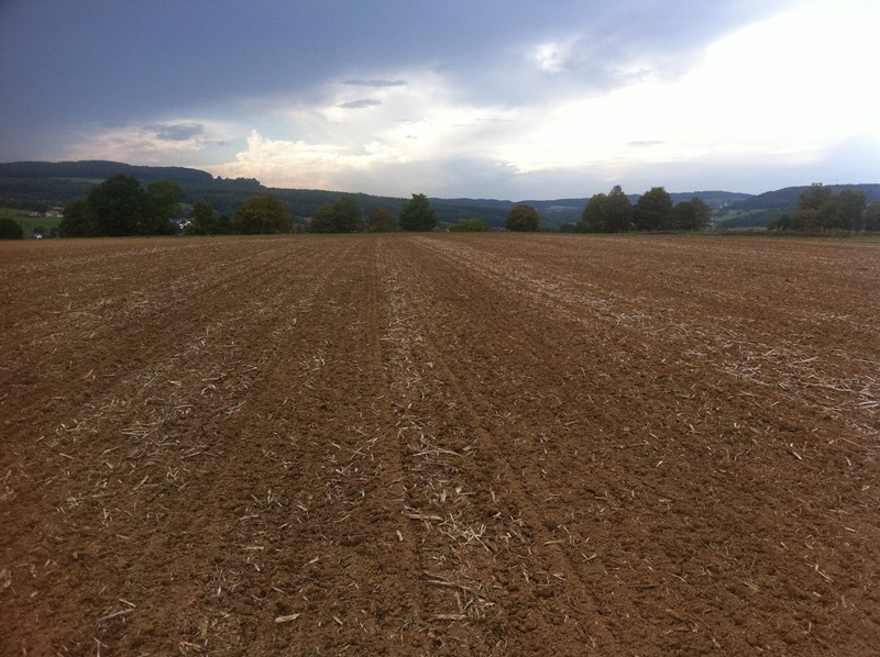 20.9 012 Bestellsaat Wintergerste, 5 cm .JPG