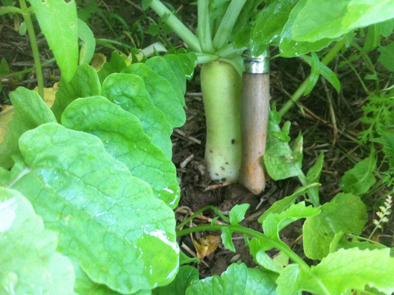 20.9 Tillage Rettich .JPG