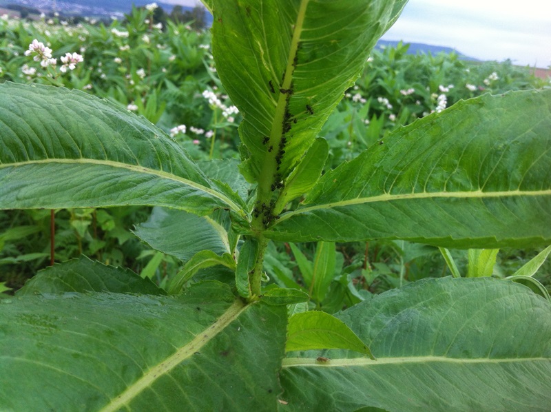 20.9 Mungo, Blattläuse, Antagonisten .JPG