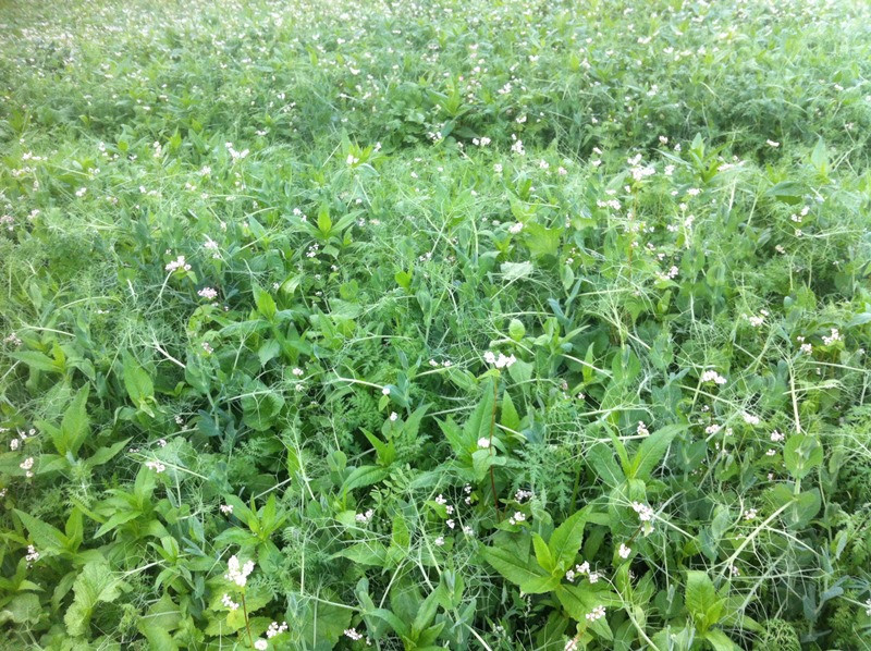 20.9 Zwischenfrucht Tg-9 mit Erbsen.JPG