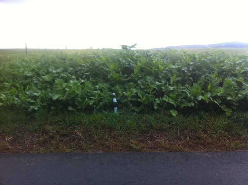 20.9 Zwischenfrucht .JPG