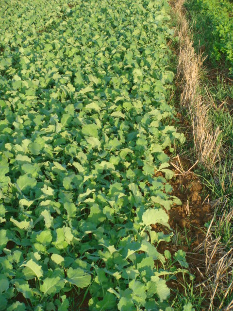 Winis Pflugraps Rand doppelt gesät.JPG