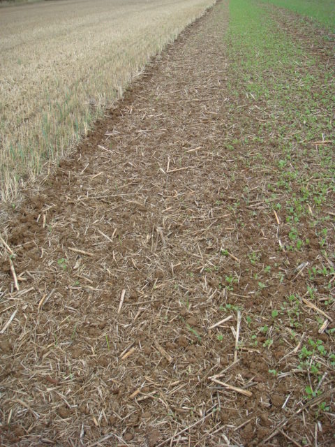 Schneckenfraß Raps.JPG