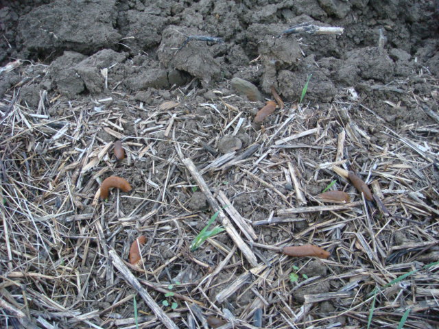 Schnecken im Raps.JPG