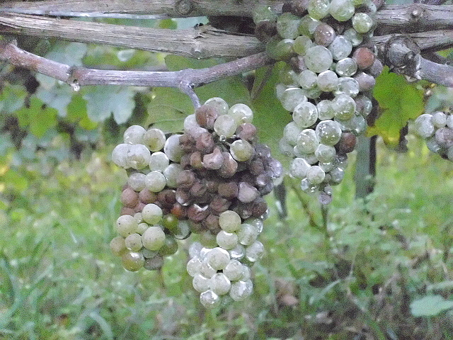 Riesling_26.9.14.JPG