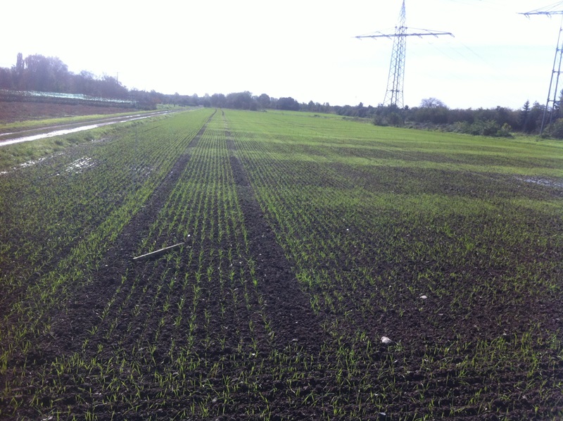 Rheinhessen Versuche 006.JPG