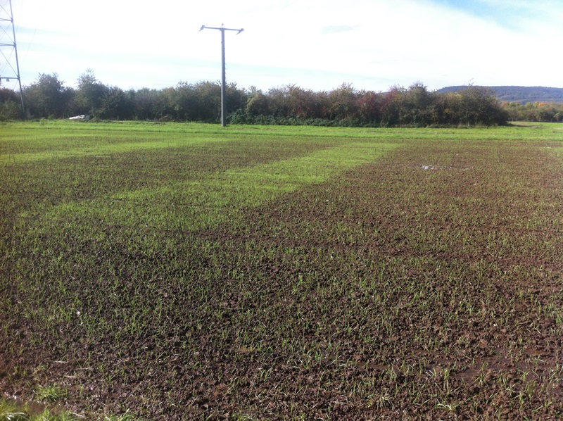 Rheinhessen Versuche 009.JPG