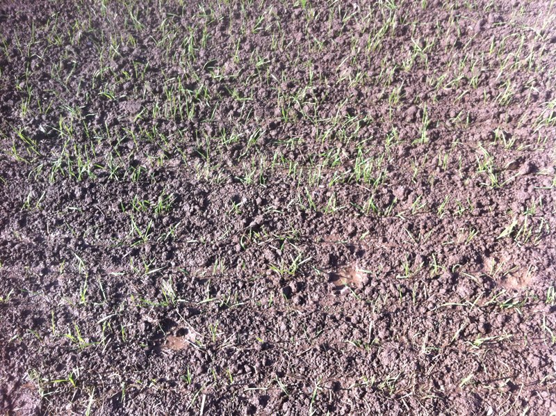 Rheinhessen Versuche 010.JPG