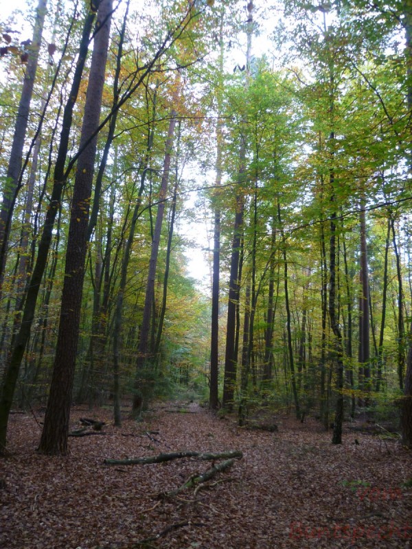 Bildla Nummära 001.jpg