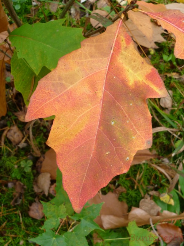 Bildla Nummära 006.jpg