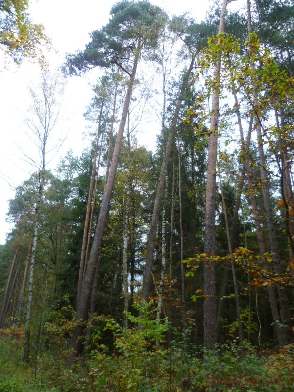 Bildla Nummära 007.jpg