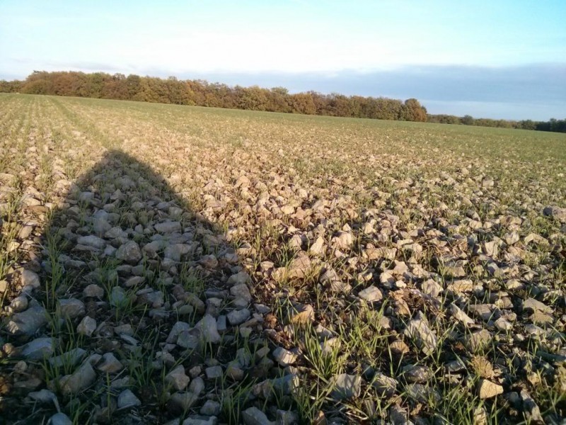 Weizen auf Glückssteinen.jpg