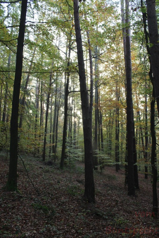 Bildla Nummära 004.jpg