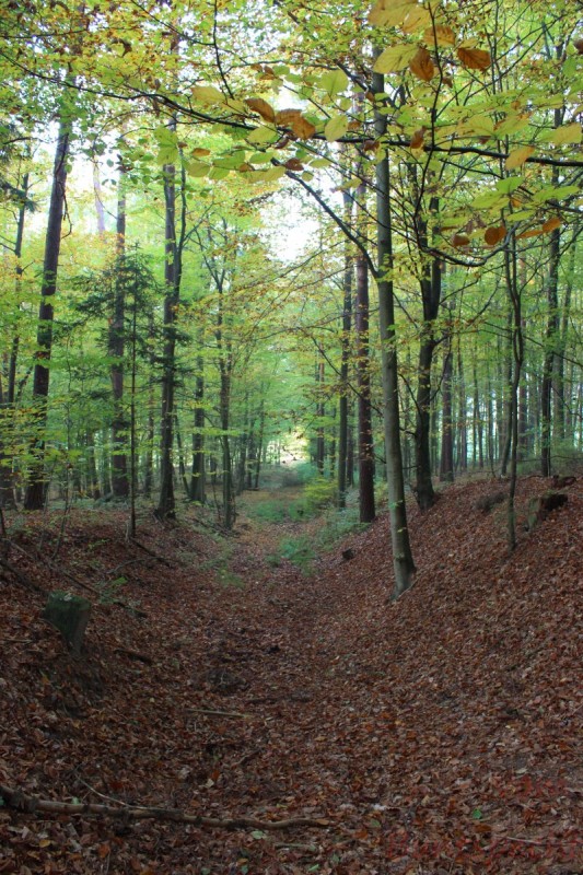 Bildla Nummära 006.jpg