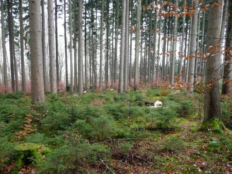 wald3.jpg