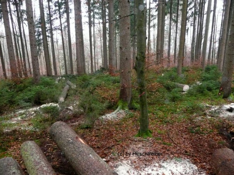 wald32.jpg