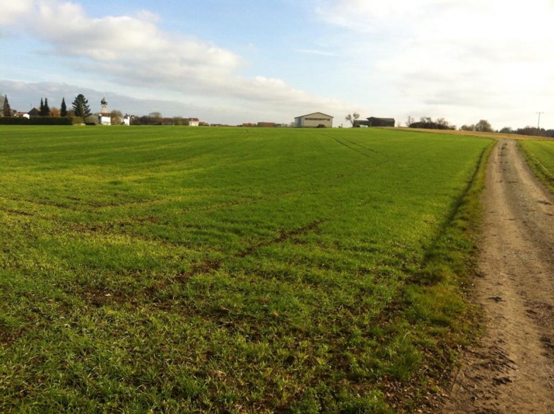 Luzernekleegras+Weizen VF.jpg