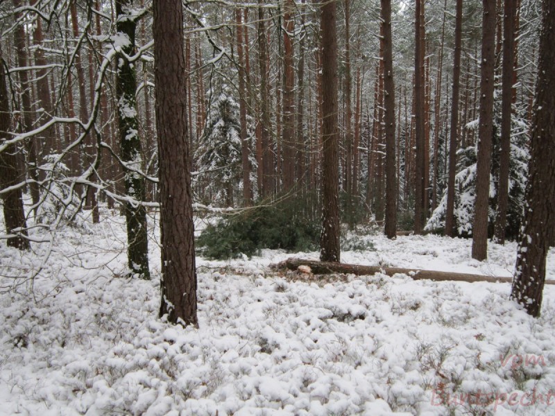 Bildla Nummära 003.jpg