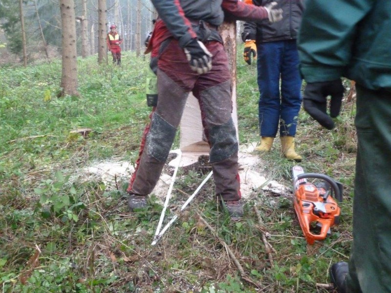 P1070699 Fällrichtung kontrollieren.jpg