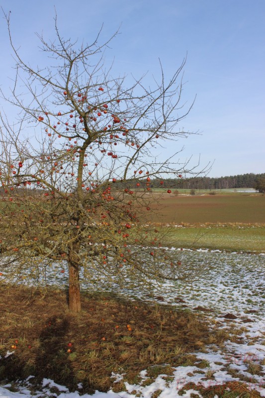 Bildla Nummära 005.jpg