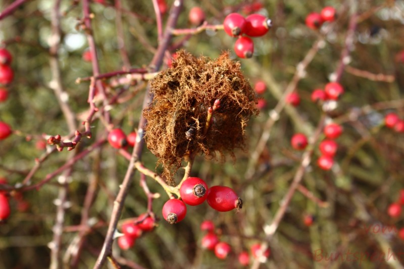 Bildla Nummära 006.jpg