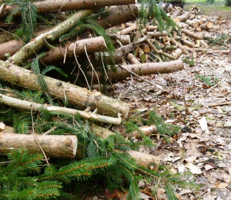 Holzhaufen 6.jpg