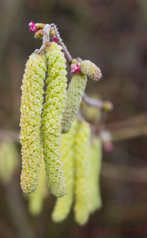 Bildla Nummära 010.jpg