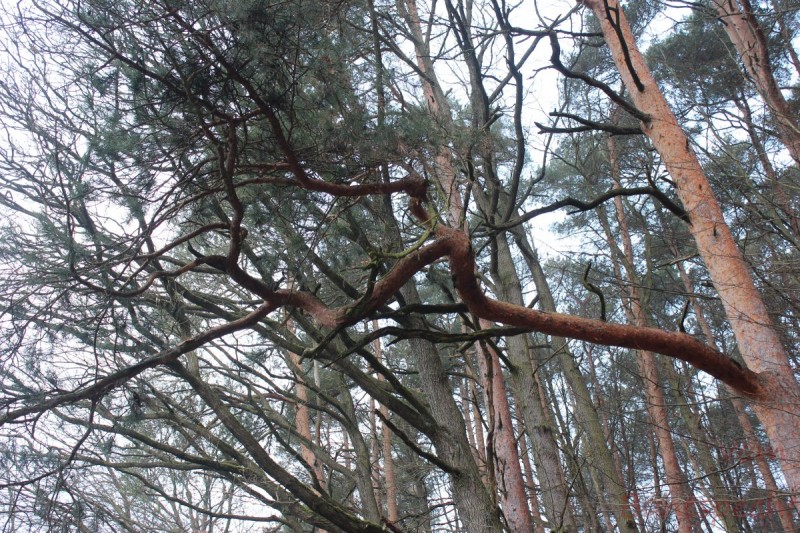 Bildla Nummära 016.jpg