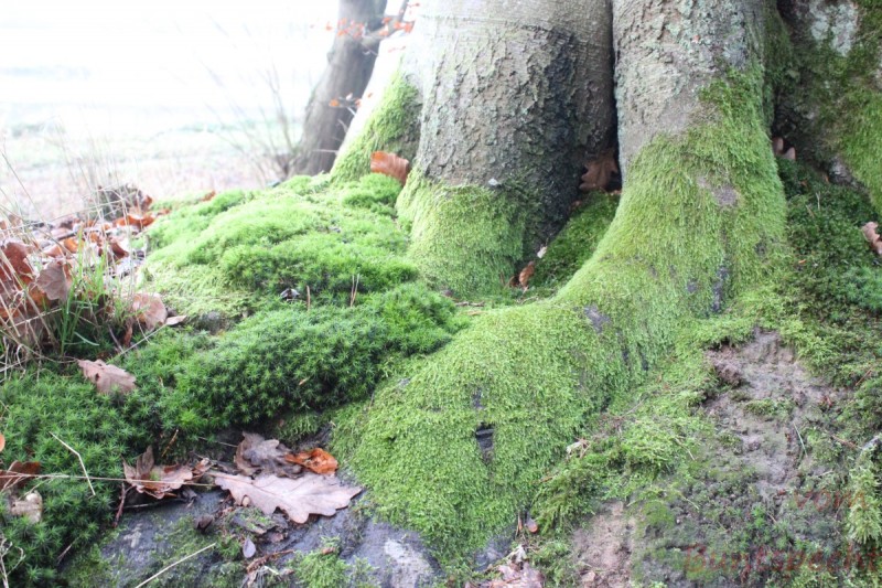 Bildla Nummära 017.jpg