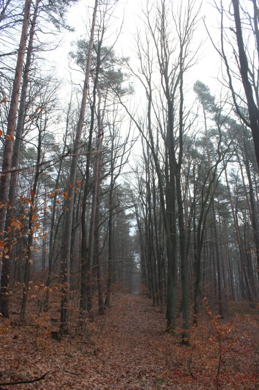 Bildla Nummära 018.jpg