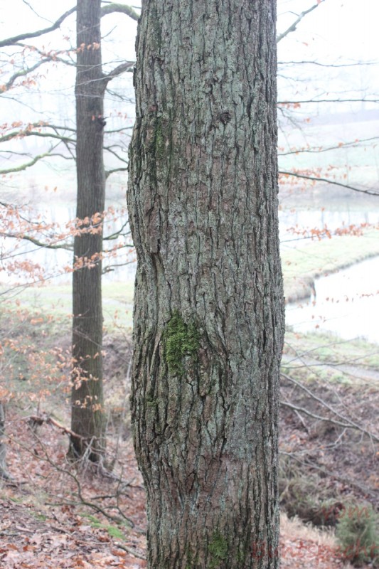 Bildla Nummära 019.jpg