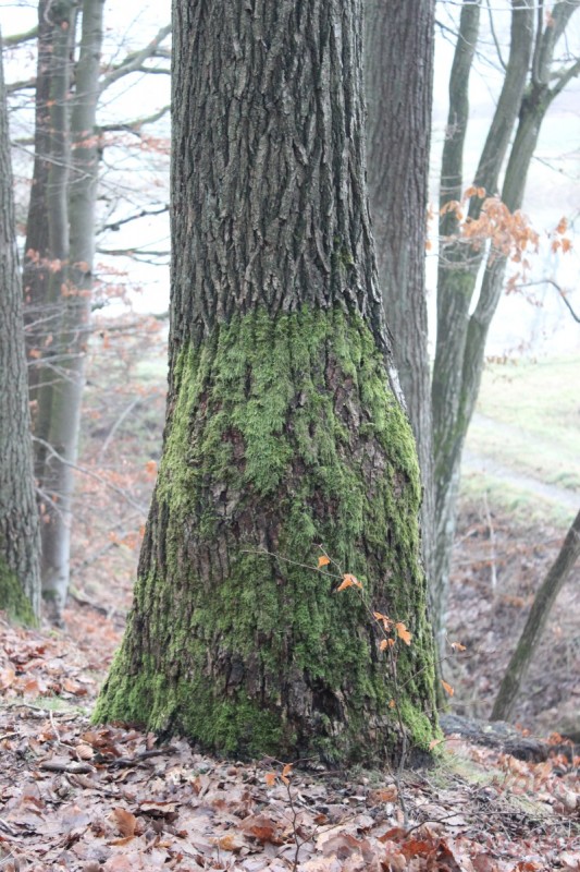 Bildla Nummära 020.jpg