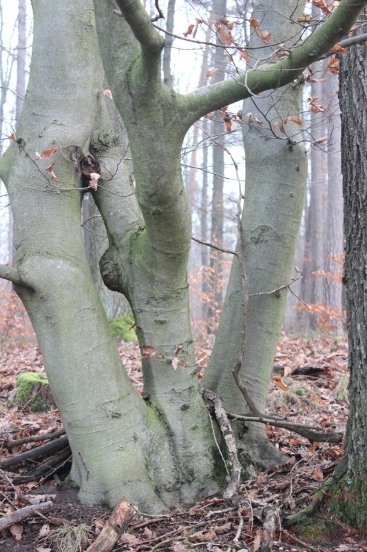 Bildla Nummära 021.jpg