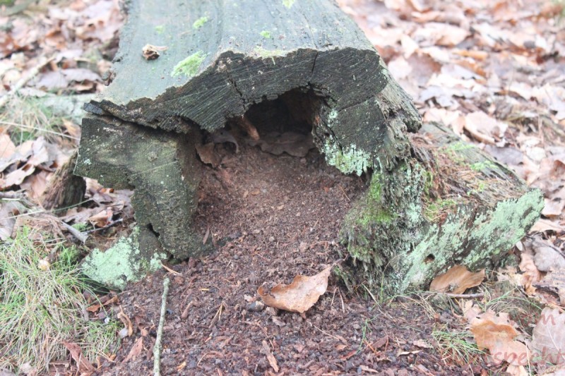 Bildla Nummära 023.jpg