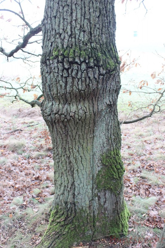 Bildla Nummära 025.jpg