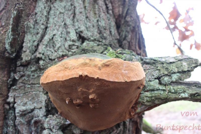 Bildla Nummära 026.jpg