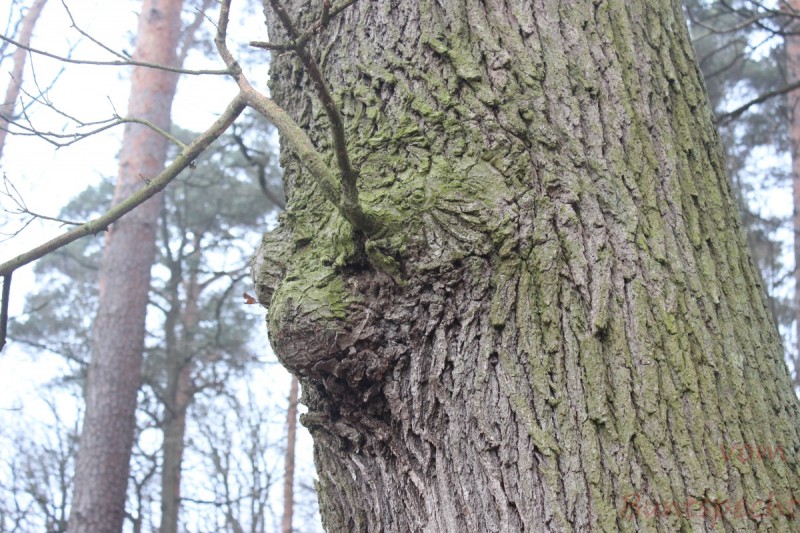 Bildla Nummära 028.jpg