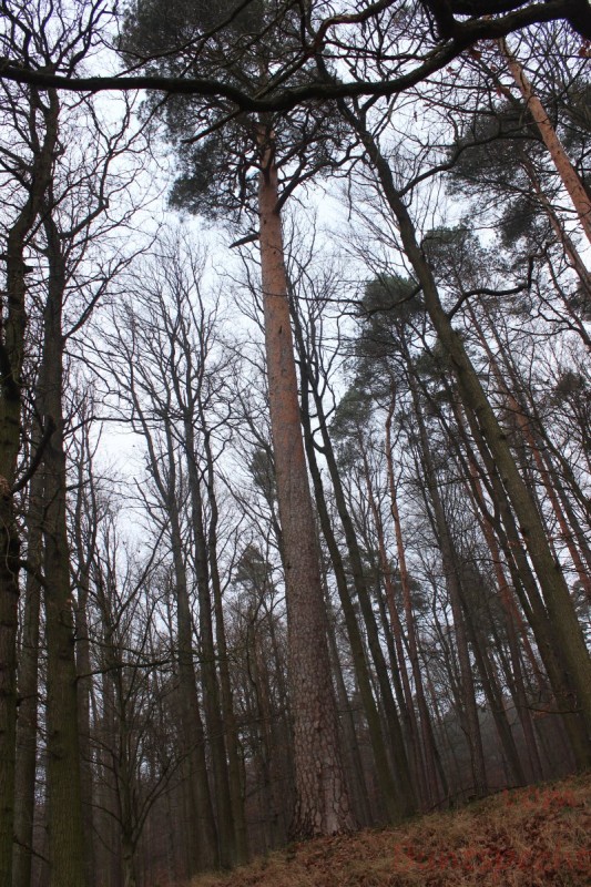 Bildla Nummära 029.jpg