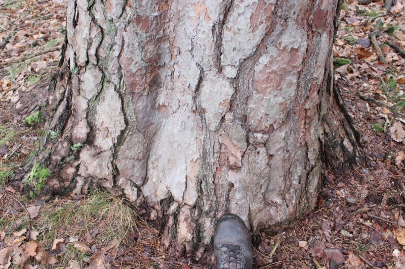 Bildla Nummära 030.jpg