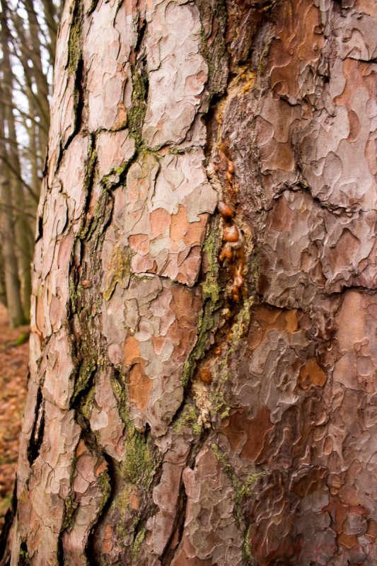 Bildla Nummära 031.jpg