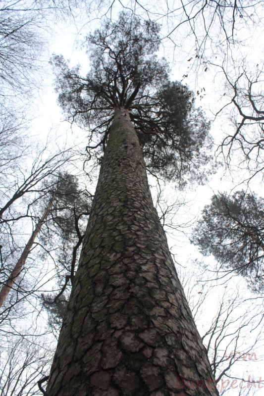 Bildla Nummära 032.jpg