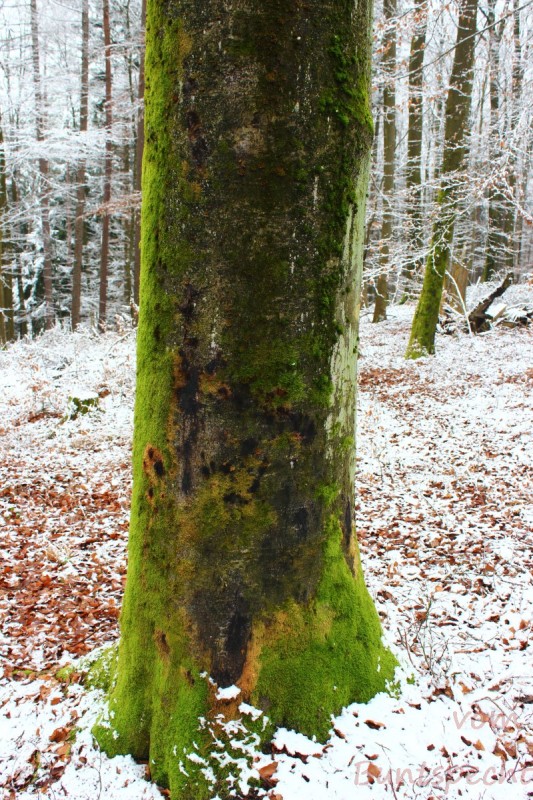 Bildla Nummära 005.jpg