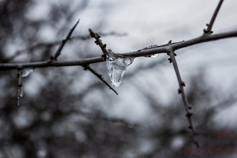 Bildla Nummära 010.jpg