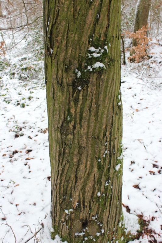 Bilderla Nummära 004.jpg