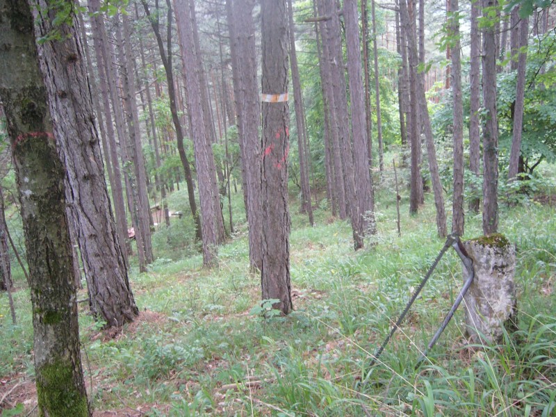 Plenterwald klein.jpg