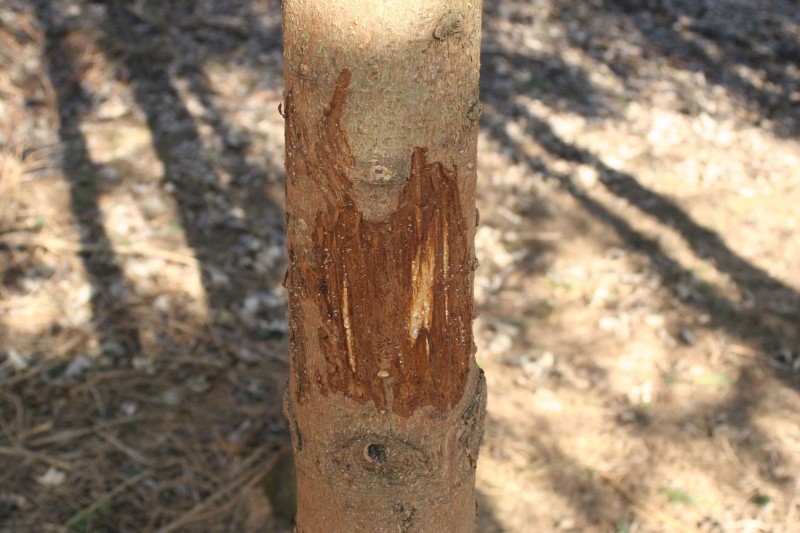 Tanne - Licht 022.jpg