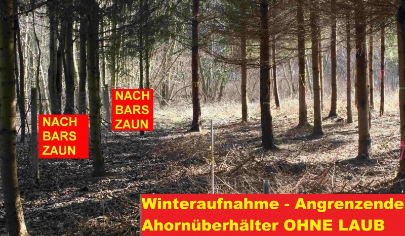 Tanne - Licht 001.jpg