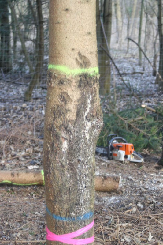 Tanne - Licht 018.jpg