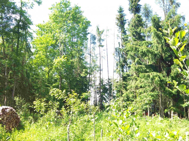 LF Lärche Fichte  001.jpg