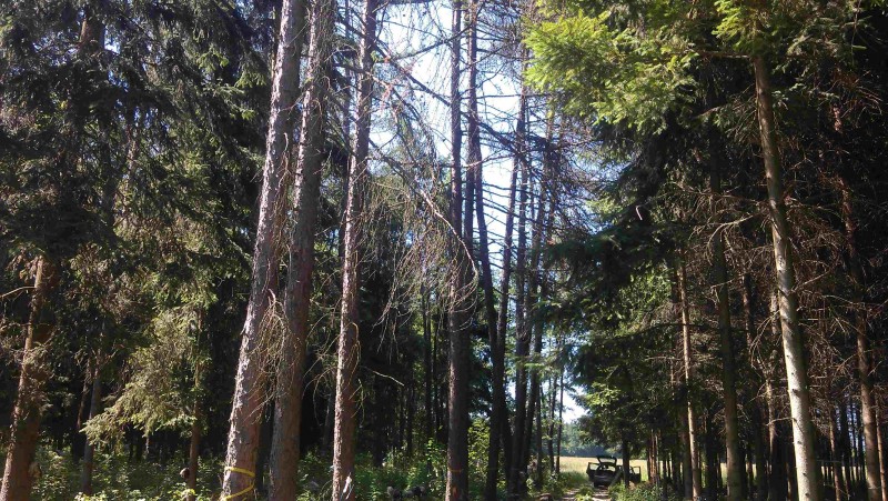 LF Lärche Fichte  002.jpg